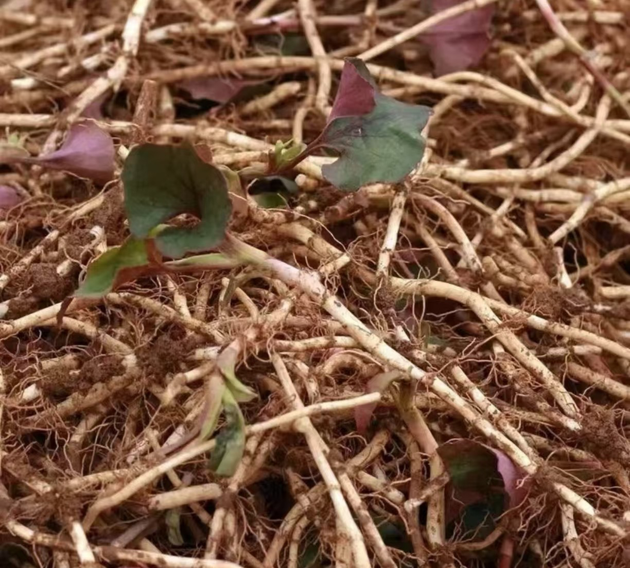 贵州高山折耳根（鱼腥草）带泥发货