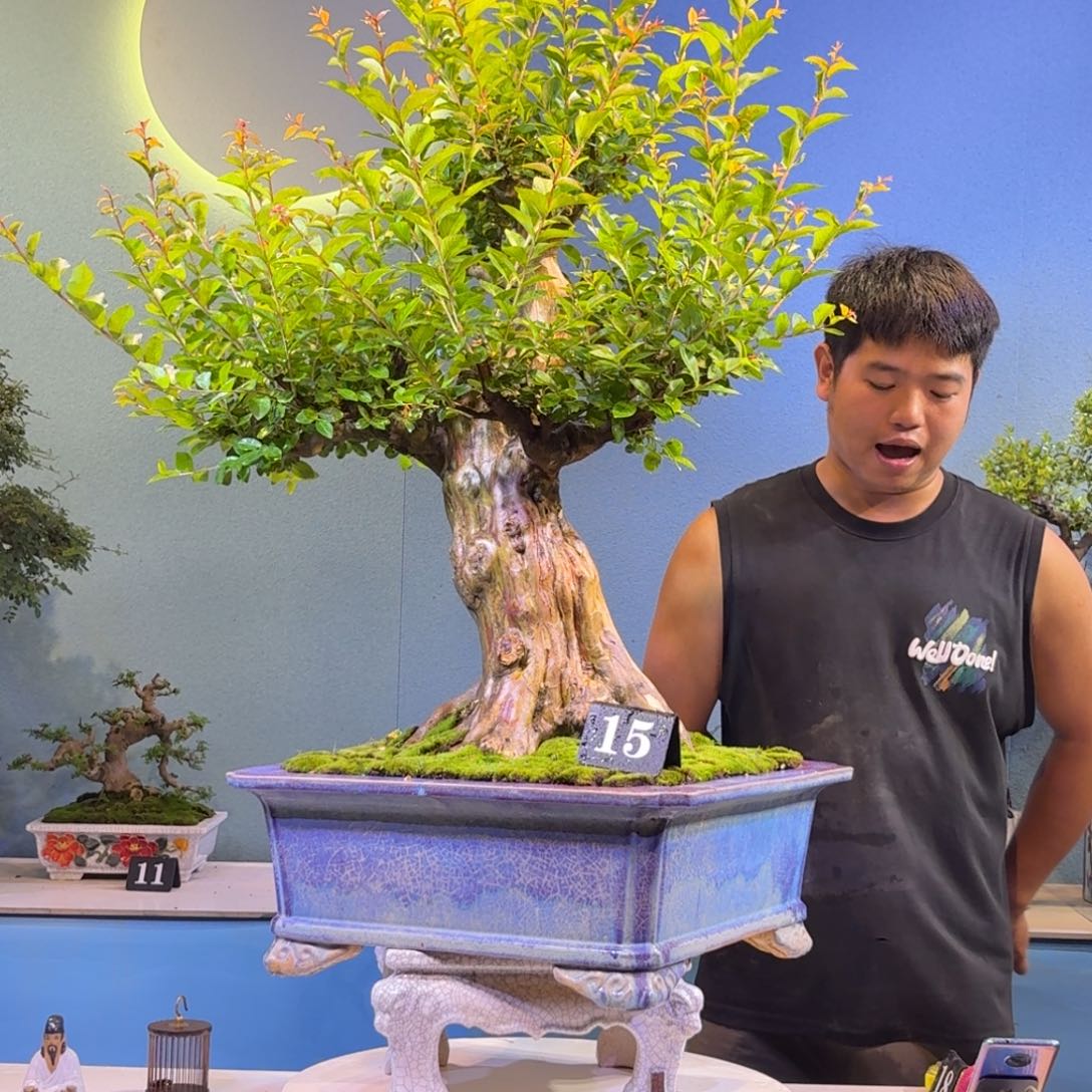 完全开放红花紫薇一物一拍