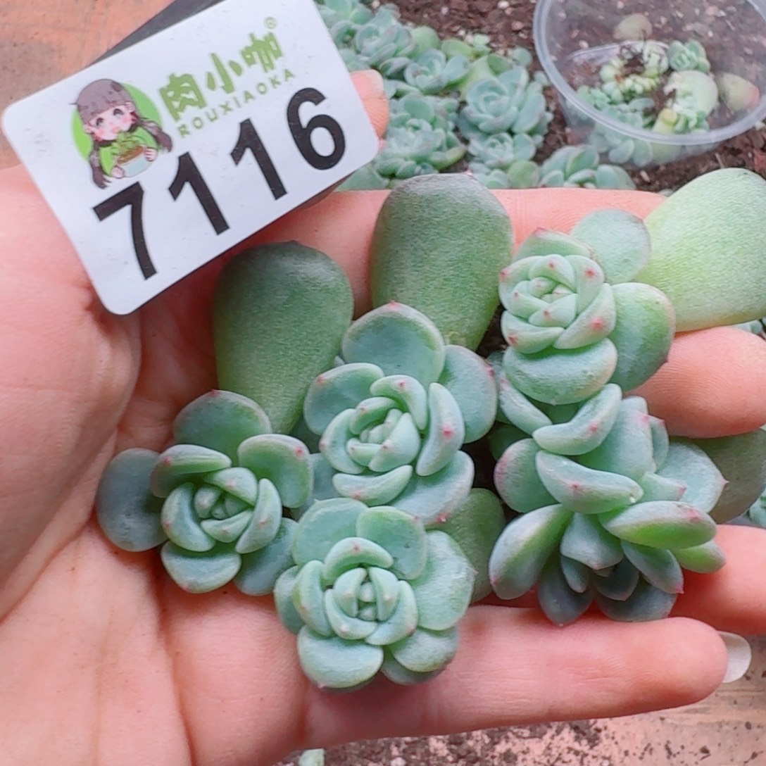多肉植物多肉植物