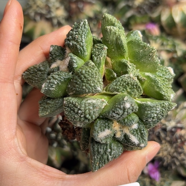 87 脱土带根发货zzz