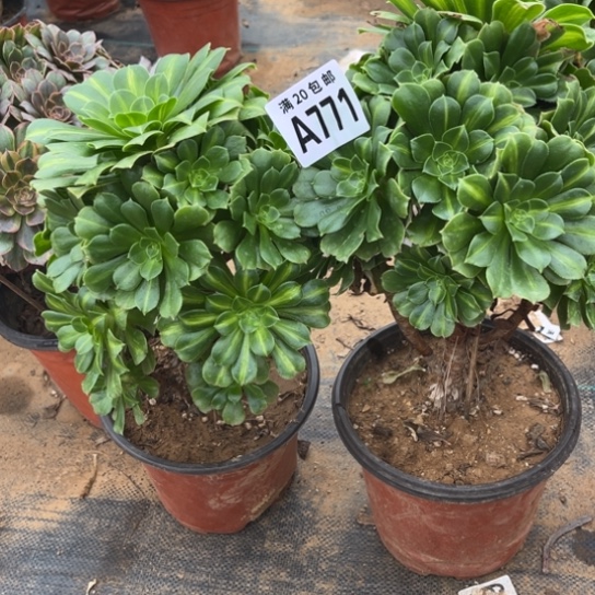 771两个法师不包断枝