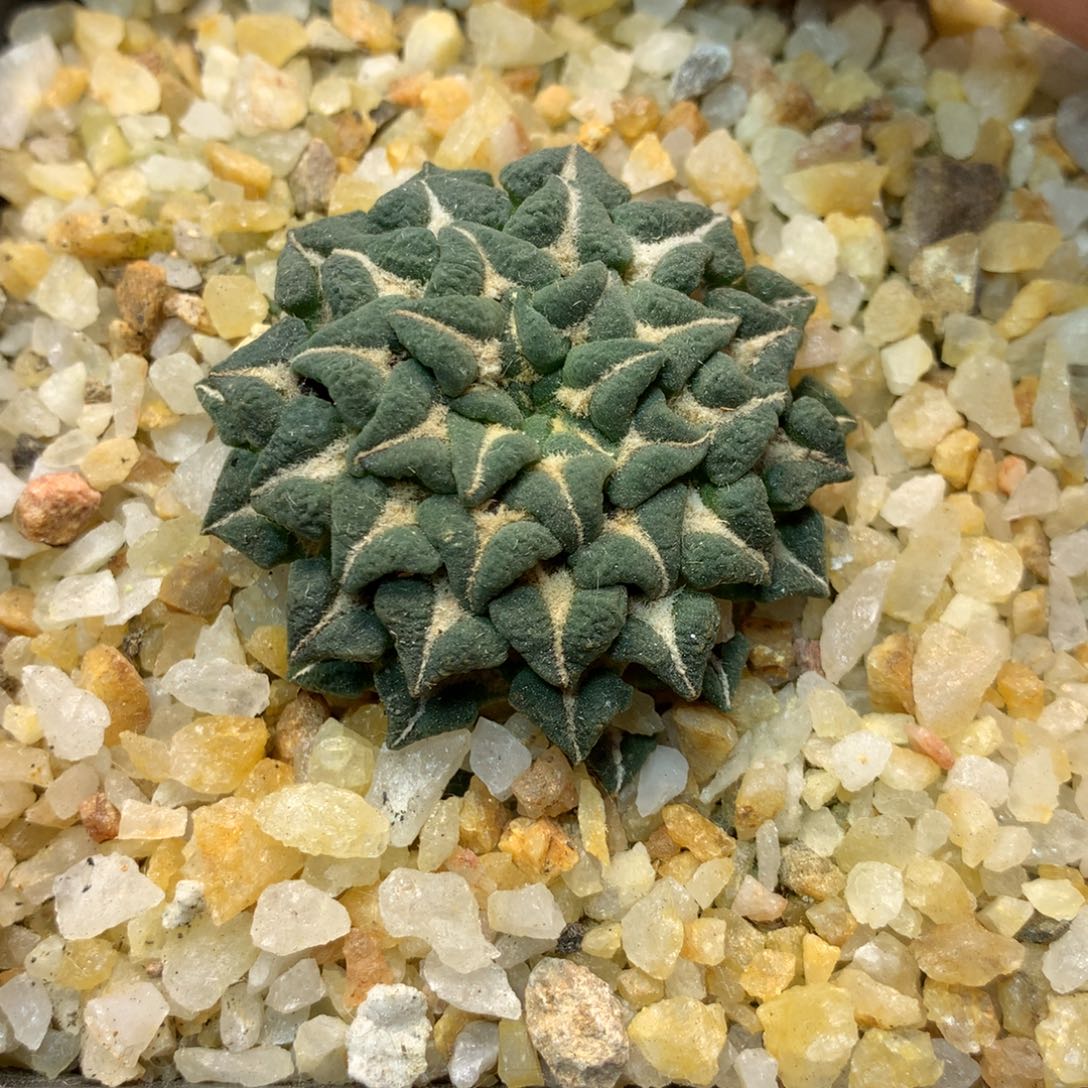     10号 自根姬牡丹 4.3公分 带盆土发货