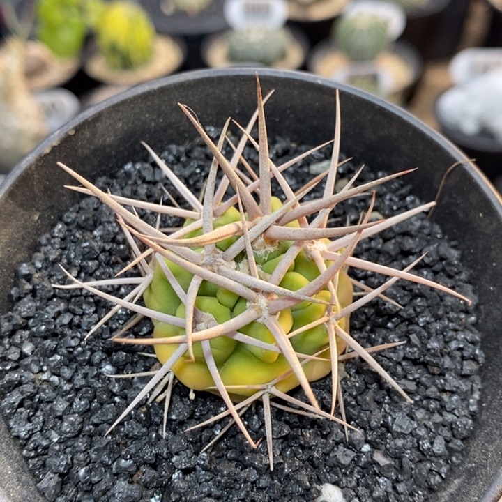 实生精控强刺碧岩玉122号3.3cm