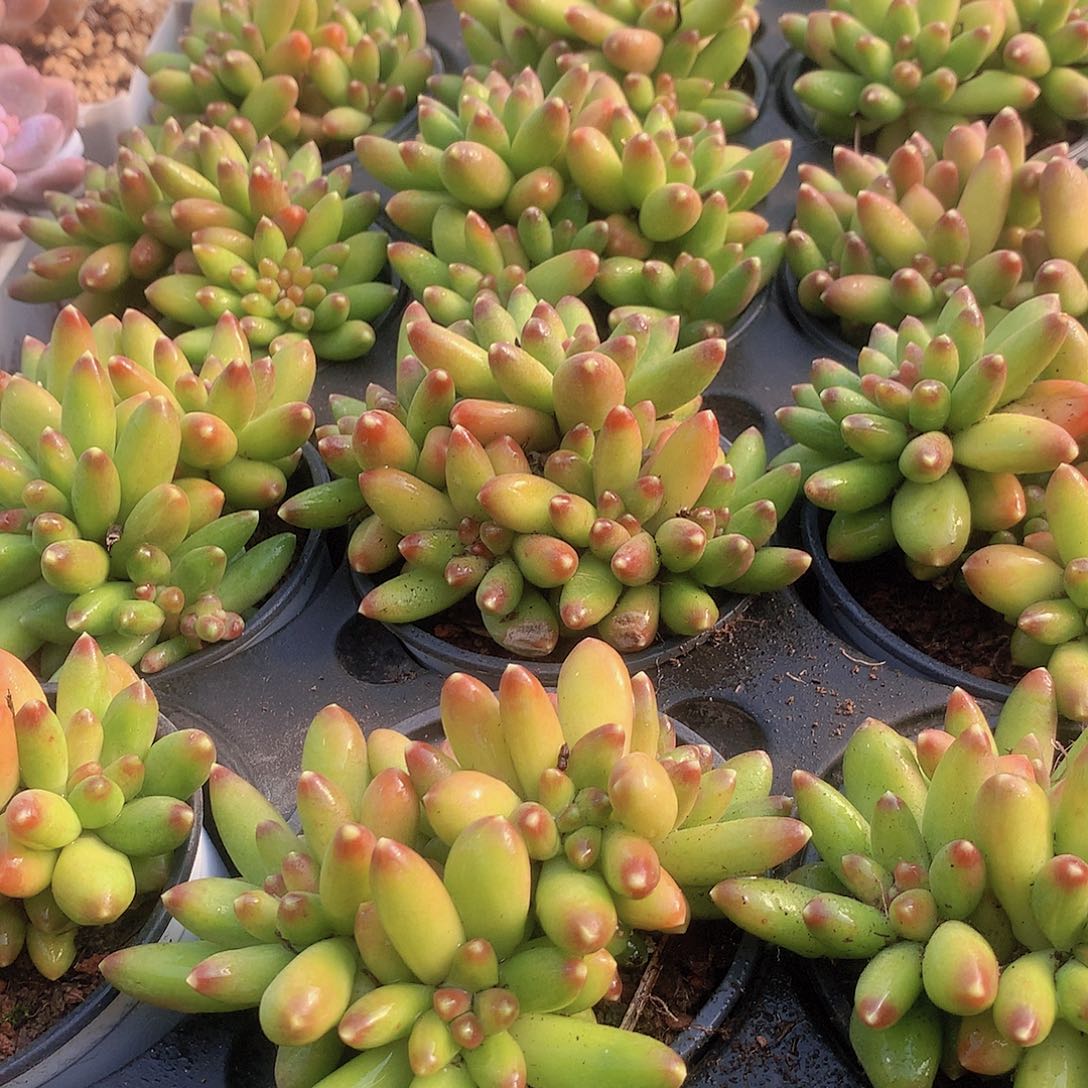 优选千代田3456789999000