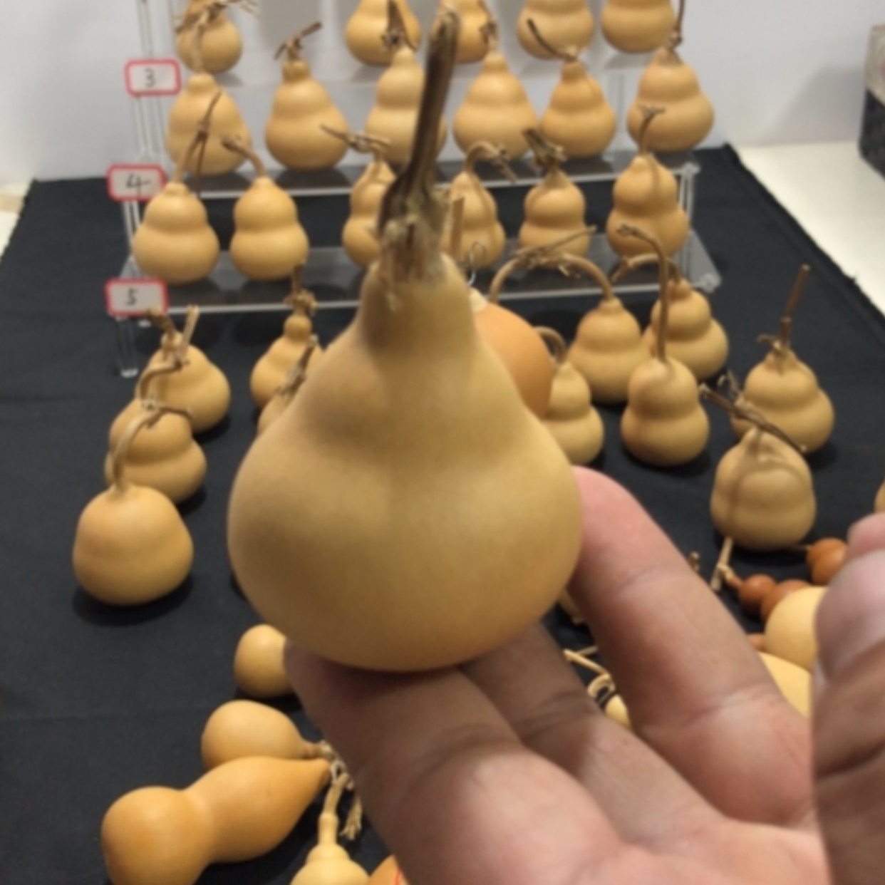 【闪购商品】没*小葫芦三角葫芦