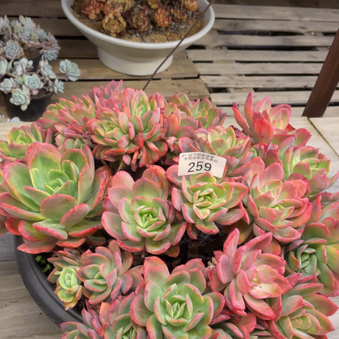 R**曼黑大帅多肉259奇洛