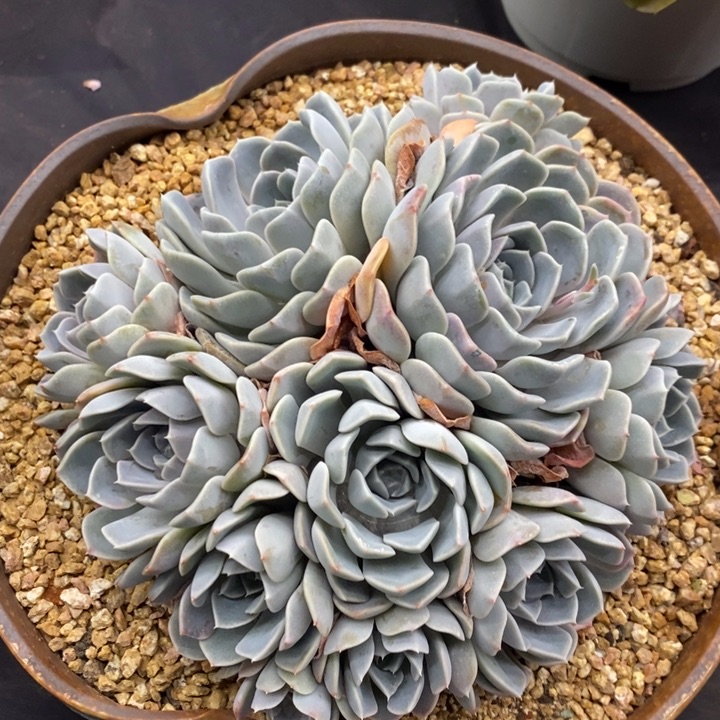 夏悦多肉1015-060汉堡