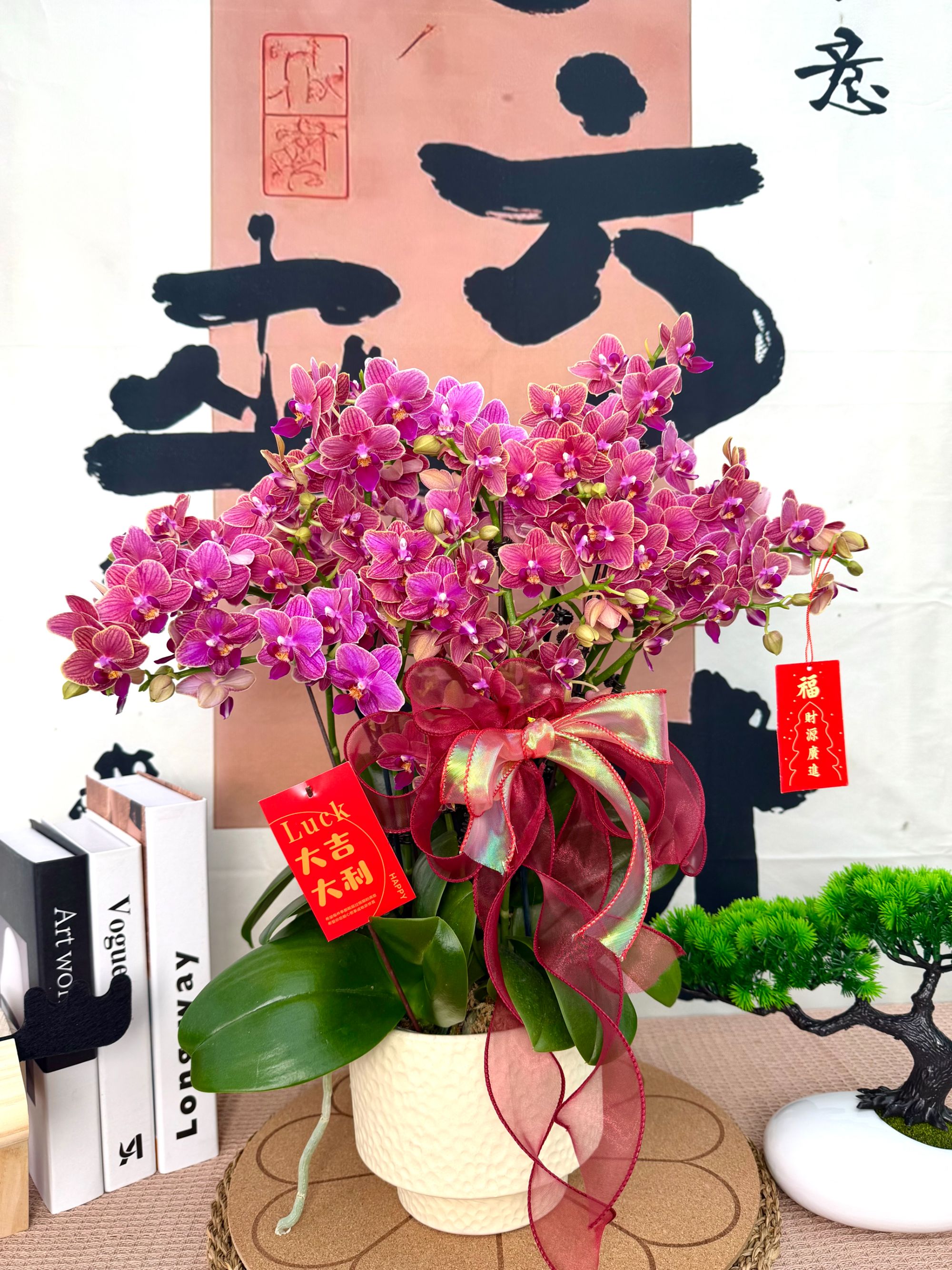 [金边玲珑] 爆款蝴蝶兰精品花花 富贵色 基地直发