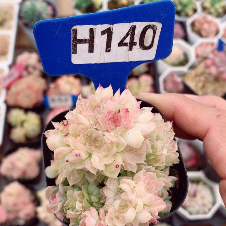 麦秆6cm不包整群