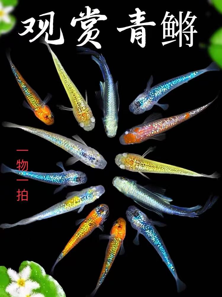 （一物一拍）观背青鳉小型冷水鱼0-40度不用打氧不用过滤不用加温