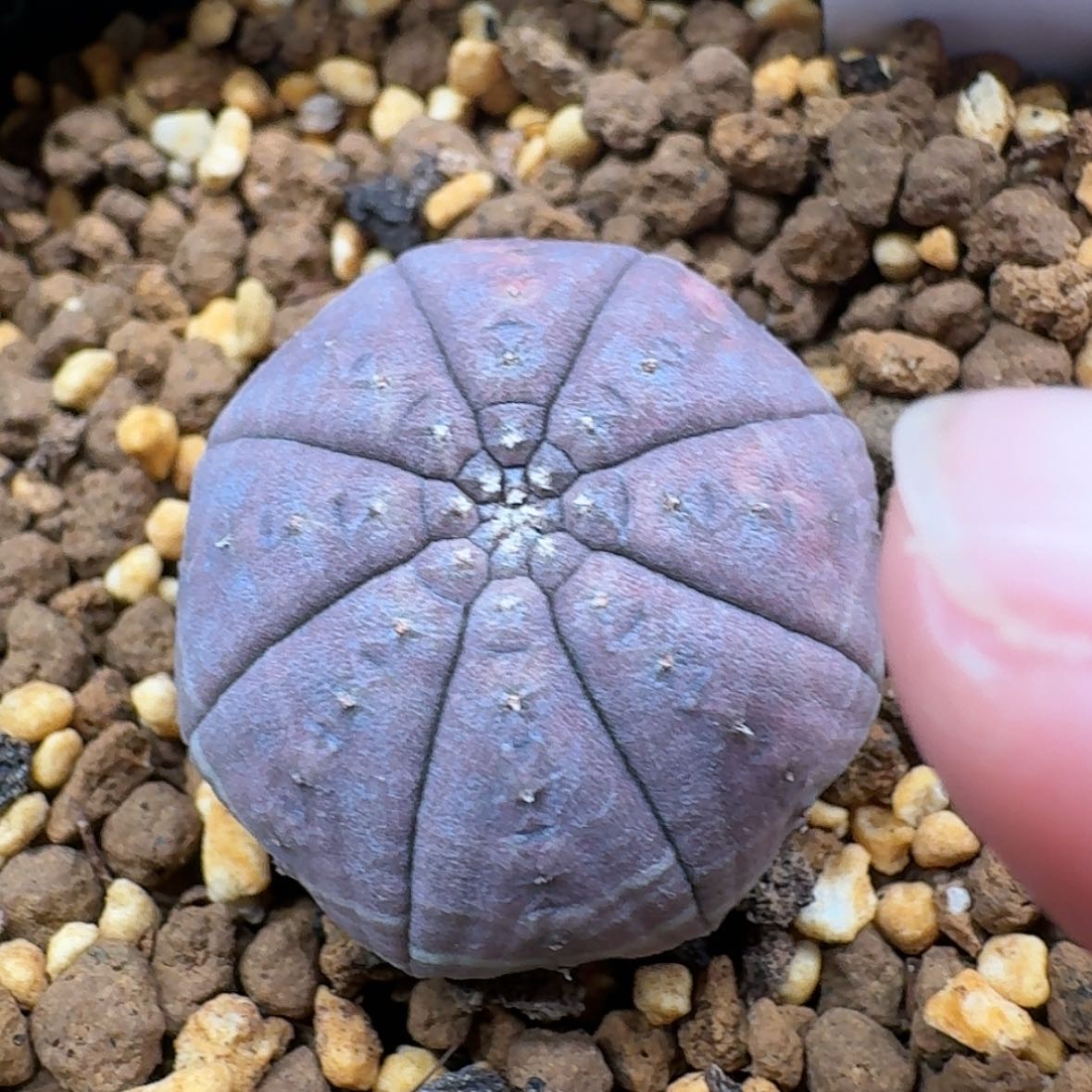 【闪购商品】11红红火火恍恍惚惚