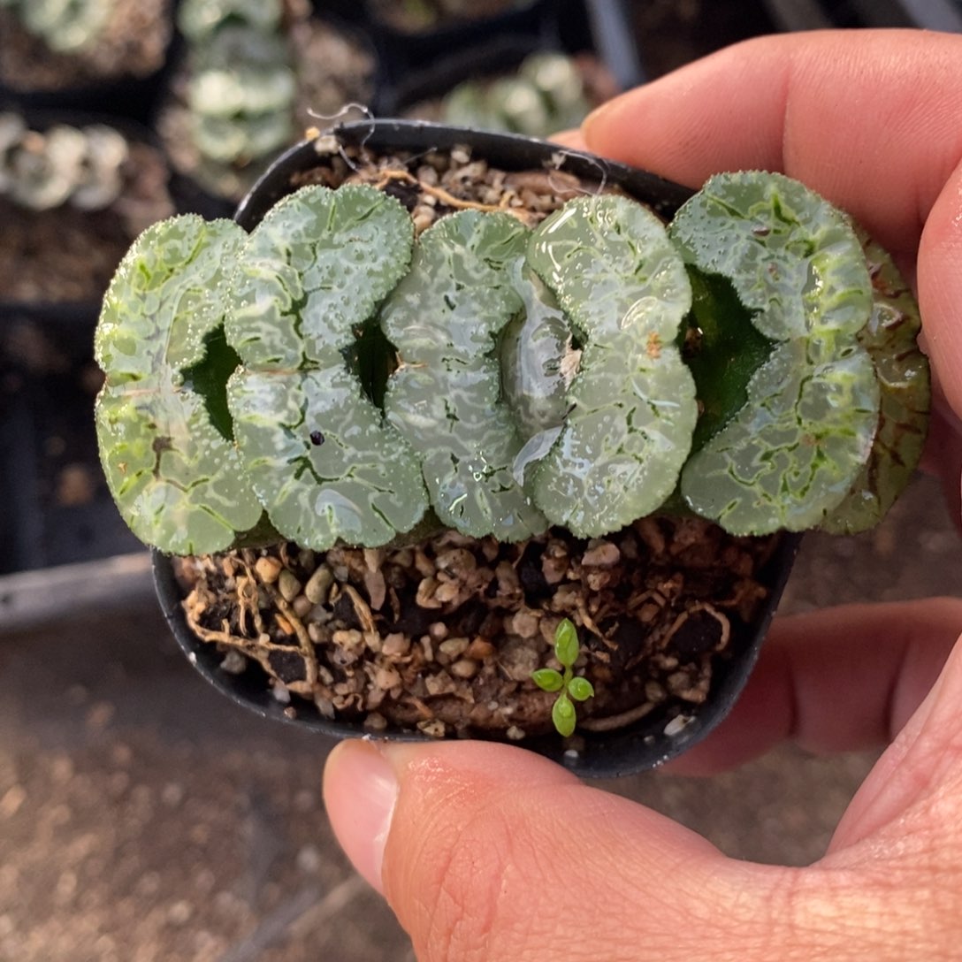 一颗大年份玉扇 零差评 周末整点福利