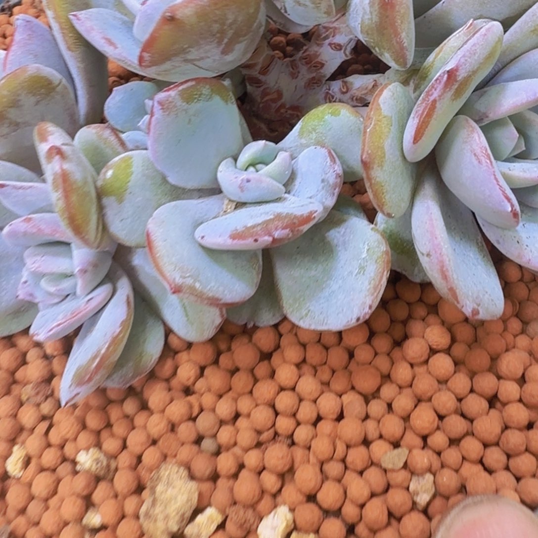 *****韩版奶茶朵朵缀啊啊啊啊啊