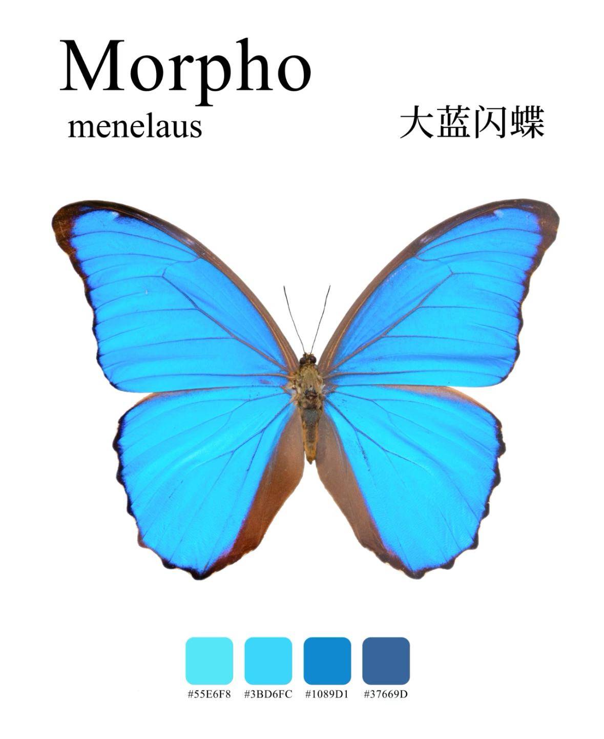 铜合金玻璃吊坠 真蝴蝶宝石面DIY（直播专用）