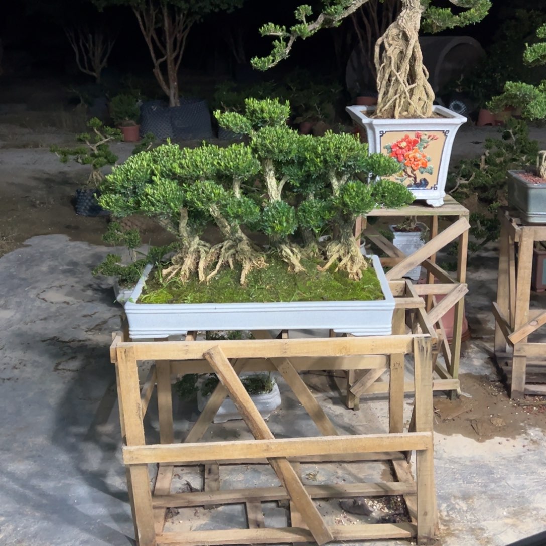 无花朵广东皱皮雀舌黄杨