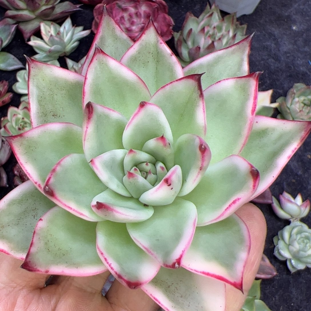 东云锦，多肉植物组合