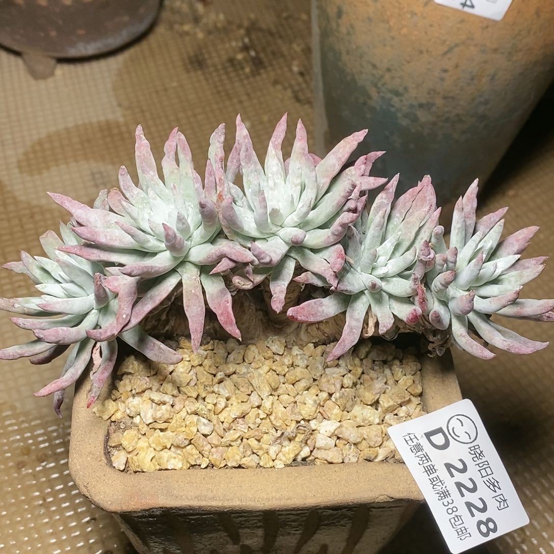 【闪购商品】哈哈哈雪花多肉2228