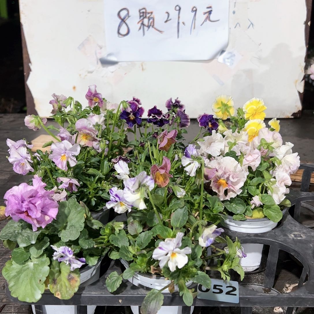 【闪购商品】052号