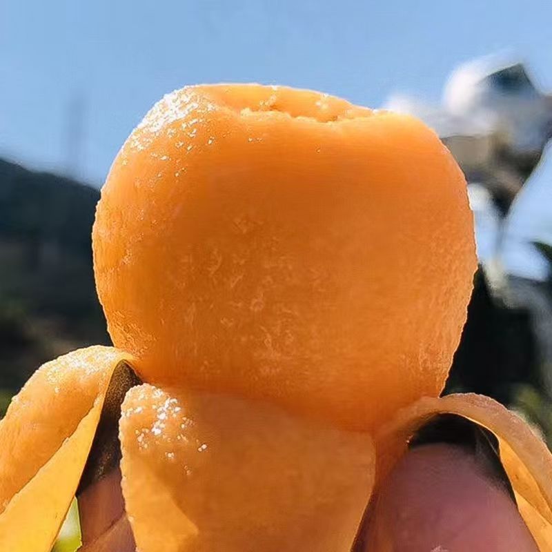 顺丰包邮四川米易大五星枇杷现摘现发汁水多果肉厚20-30g  30枚