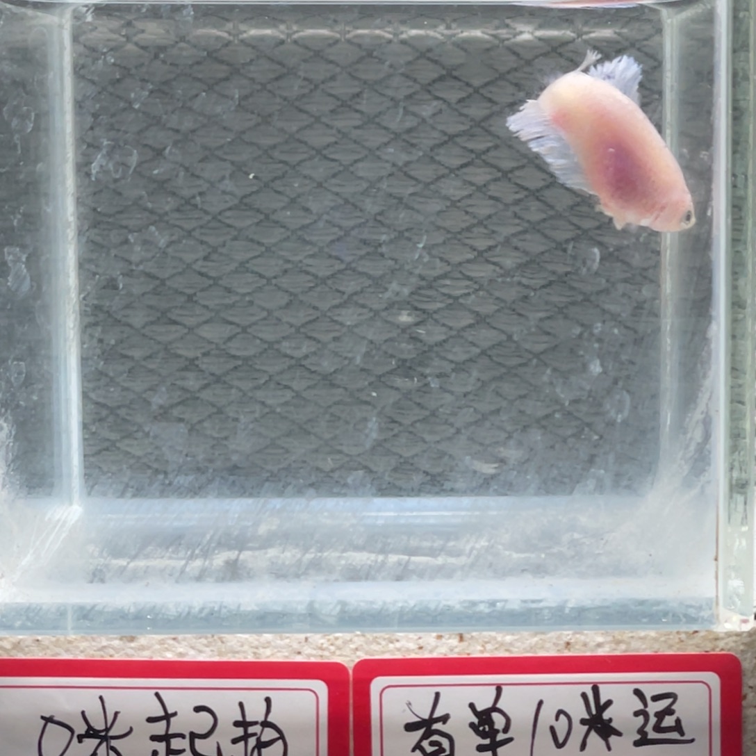 斗鱼斗鱼泰国母鱼混养