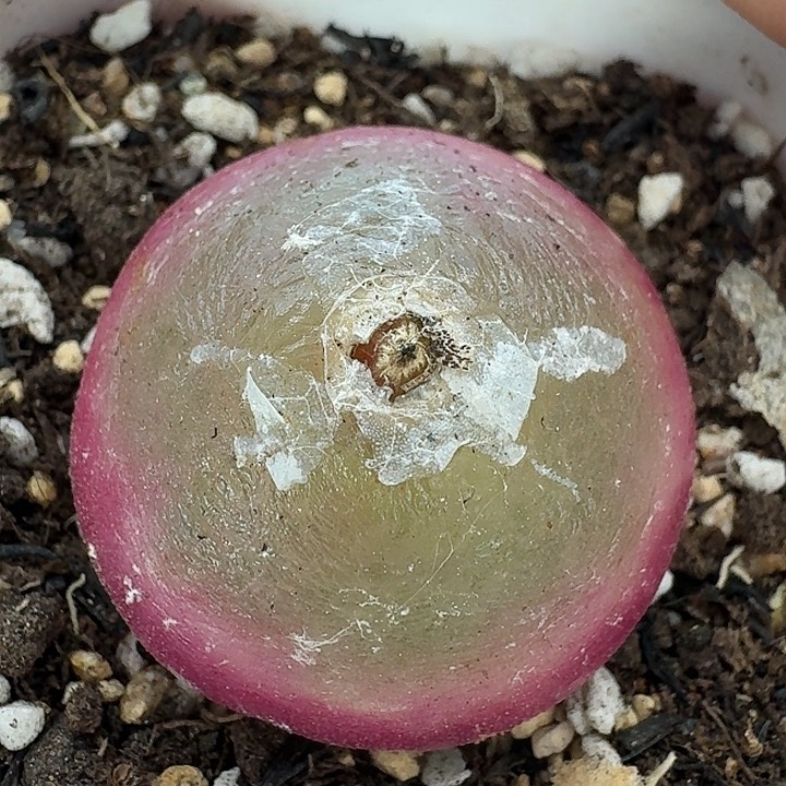 老马生石花灯泡1612