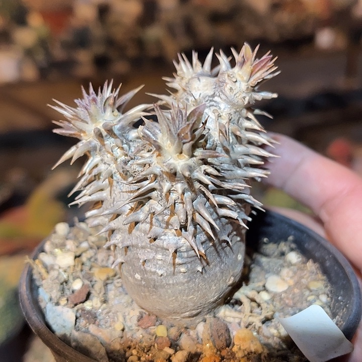 满38包邮2天凑单，脱土晾根发货多肉植物