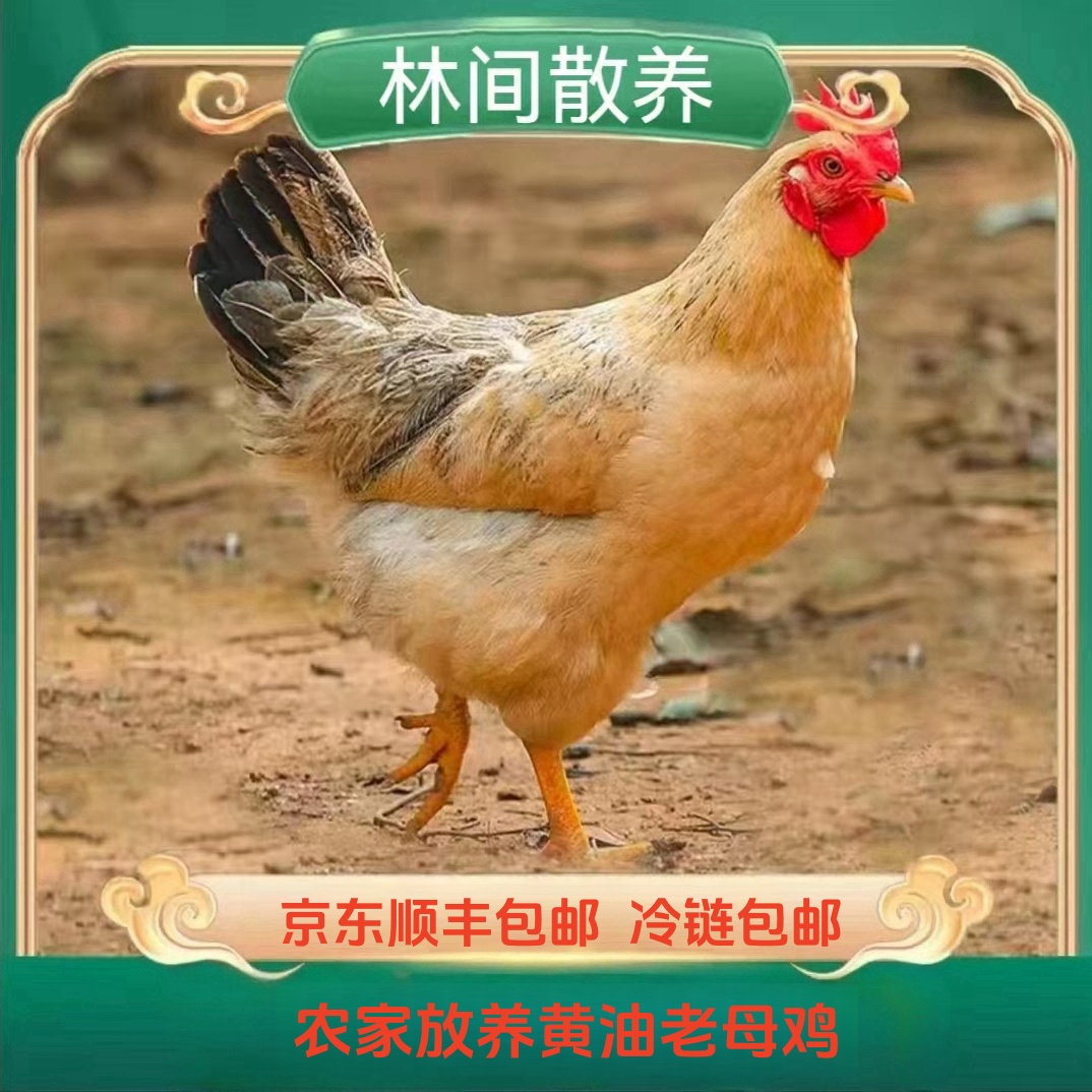 【兵哥B】农家散养500天原种老母鸡 买三送一 发4只净重8-9斤 顺丰