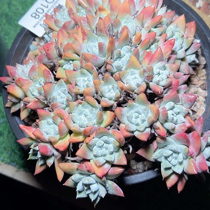 小鹿多肉一物一拍108