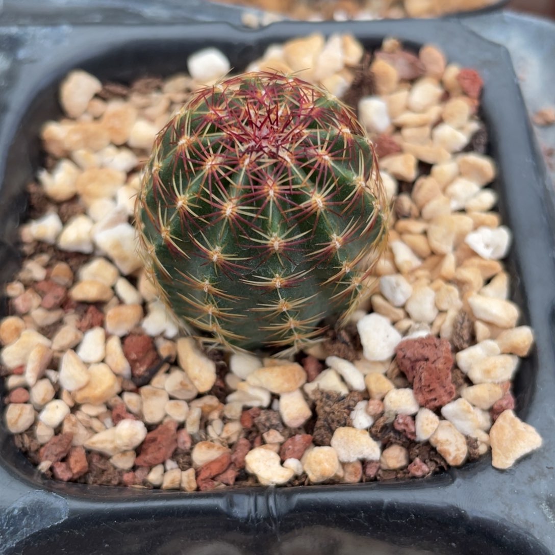 鹿角柱实生仙人球青花虾