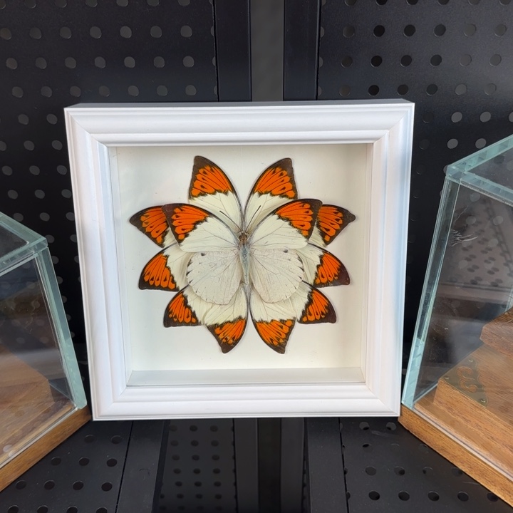 有机玻璃蝴蝶标本蝴蝶标本