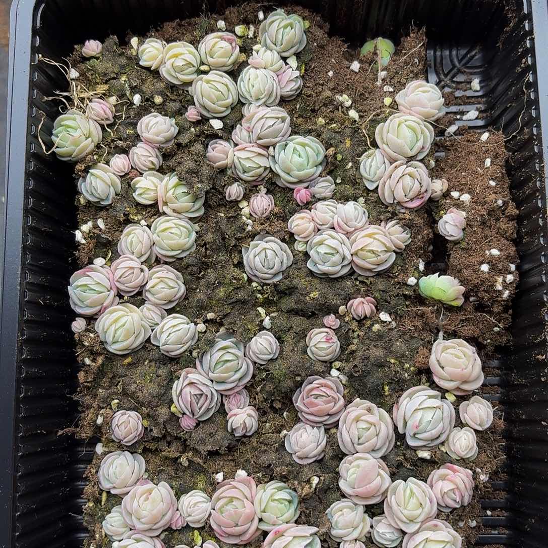 多肉植物多肉植物231