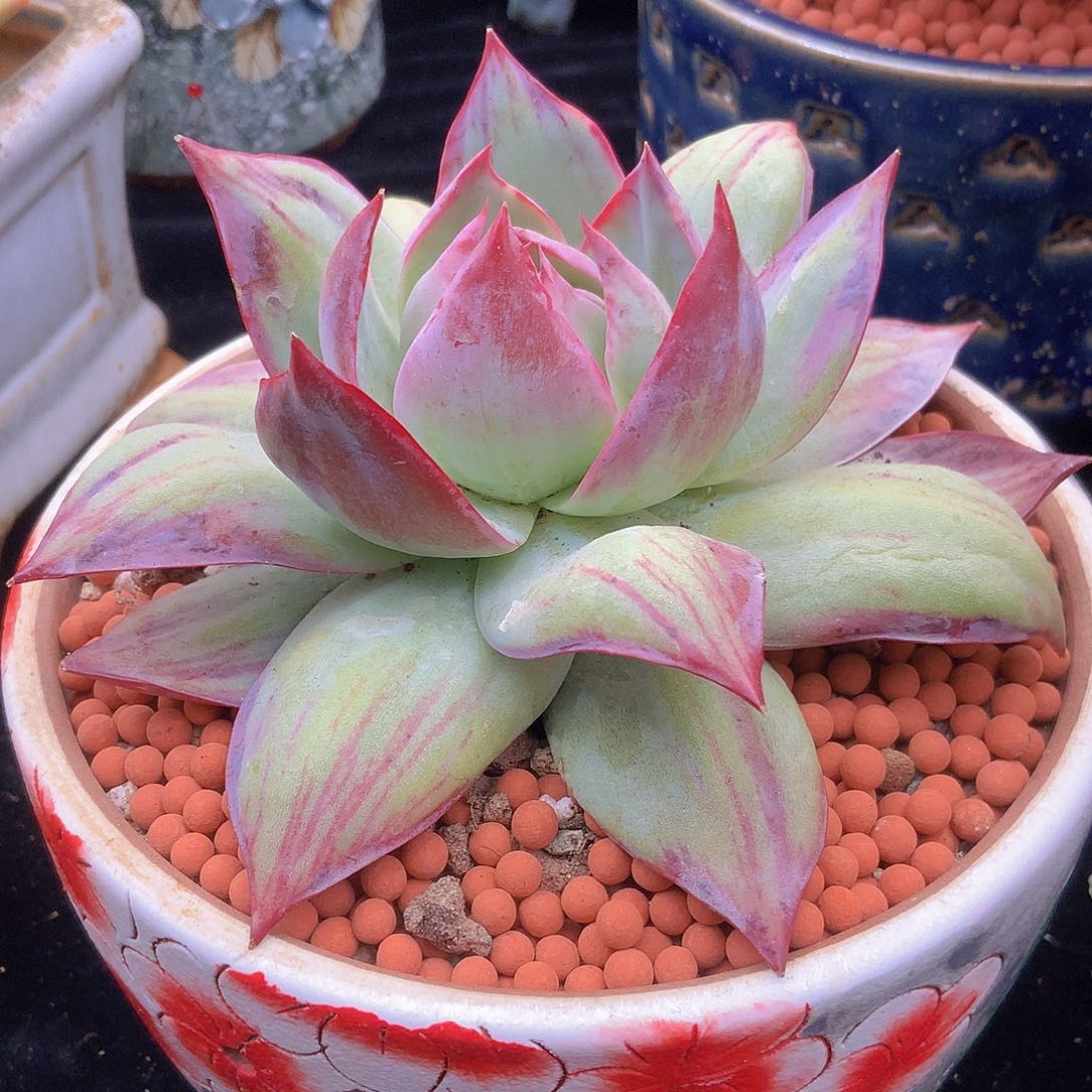 韩版惊鸿仙子精控一颗