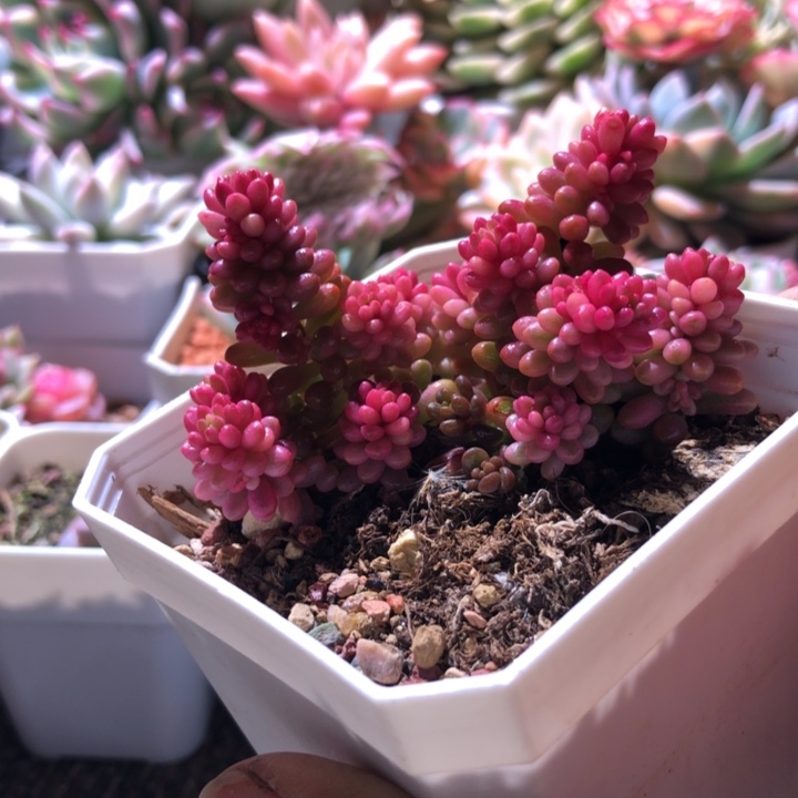 福利浆果锦有根有