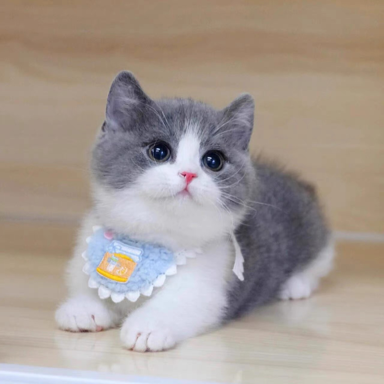 纯种蓝白英短猫活体英短蓝猫幼猫矮脚猫折耳小猫活物宠物猫咪幼崽