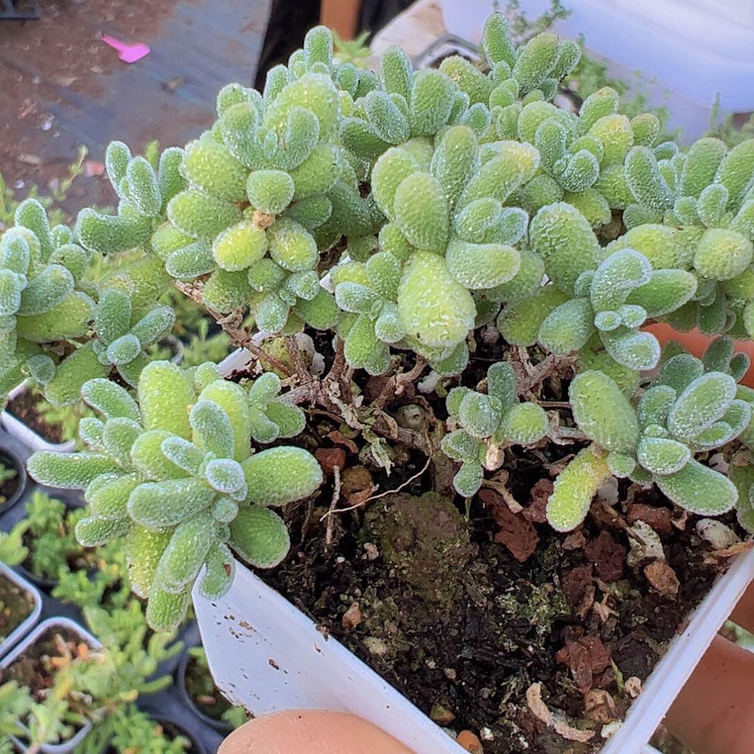 冰晶枝干19包邮多肉