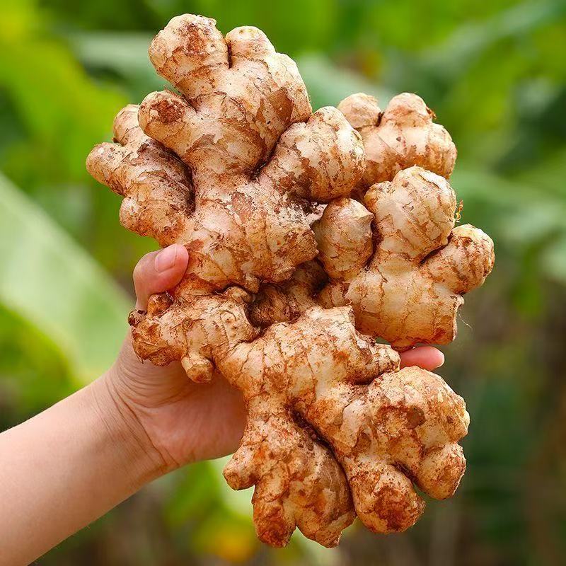 【 两年老姜】云南高山小黄姜  G