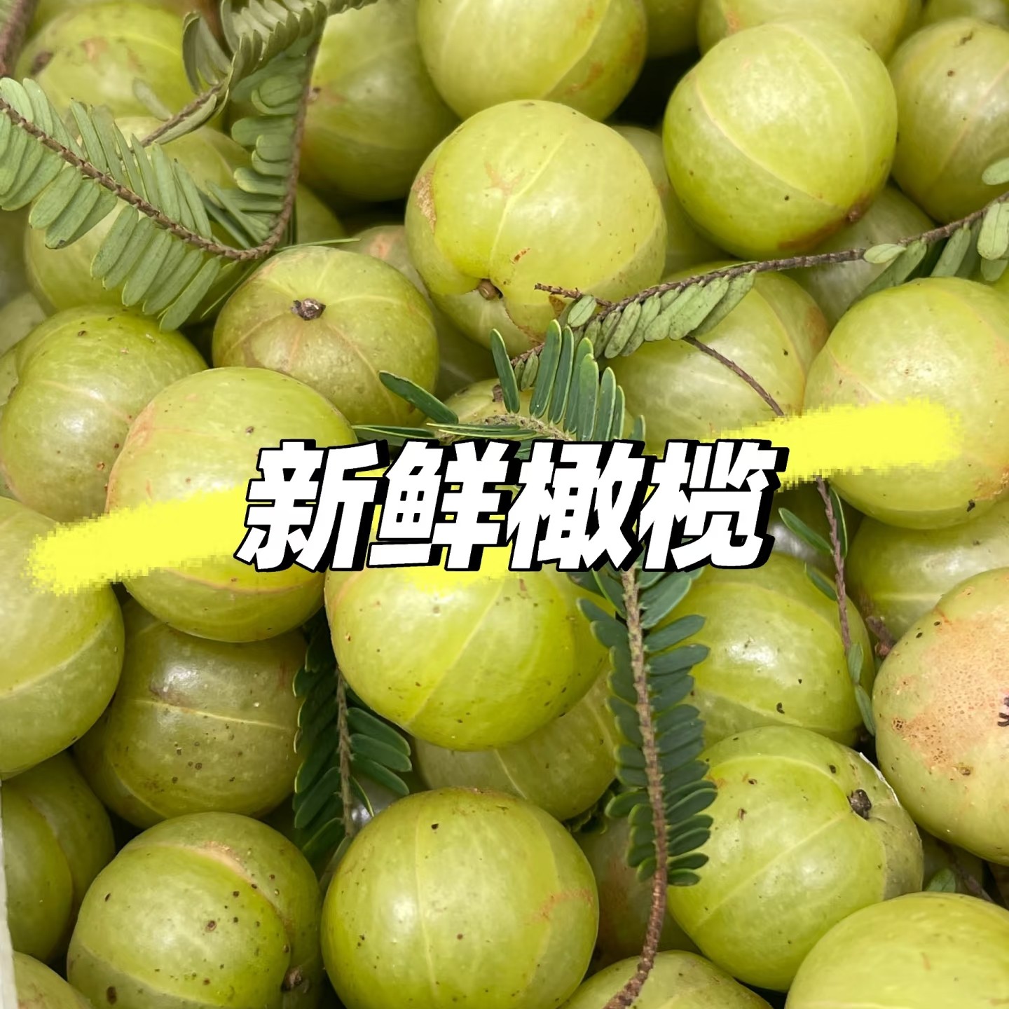 新鲜甜橄榄（1000克）云南省