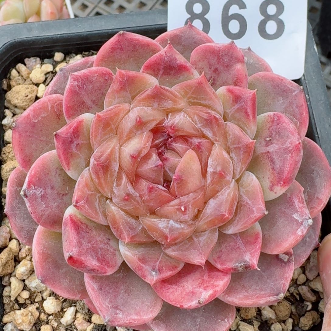 秘境冰魄母本         精品多肉