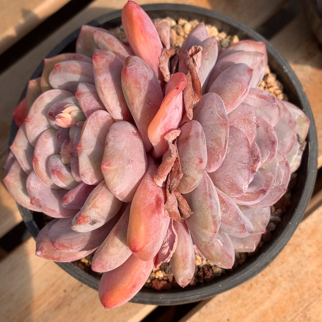 星影大双头冠幅13cm