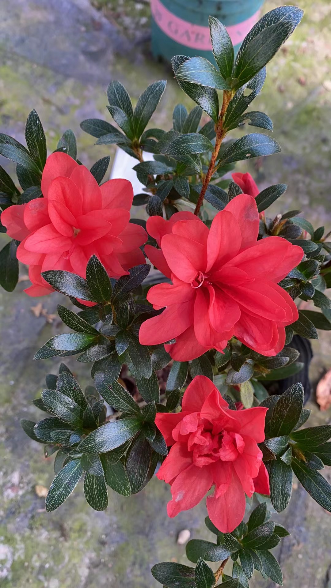 沙浪杜鹃花室内外好养易活原盆原土发货