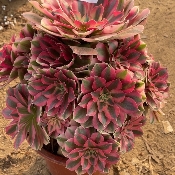 无花朵112多肉植物粉女巫