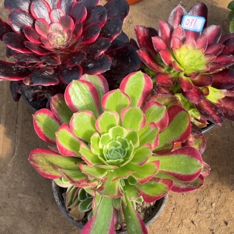 081多肉植物组合