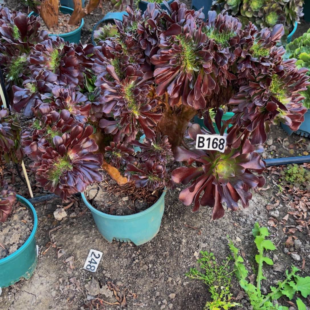 欧紫法师28///////51包邮偏远除外