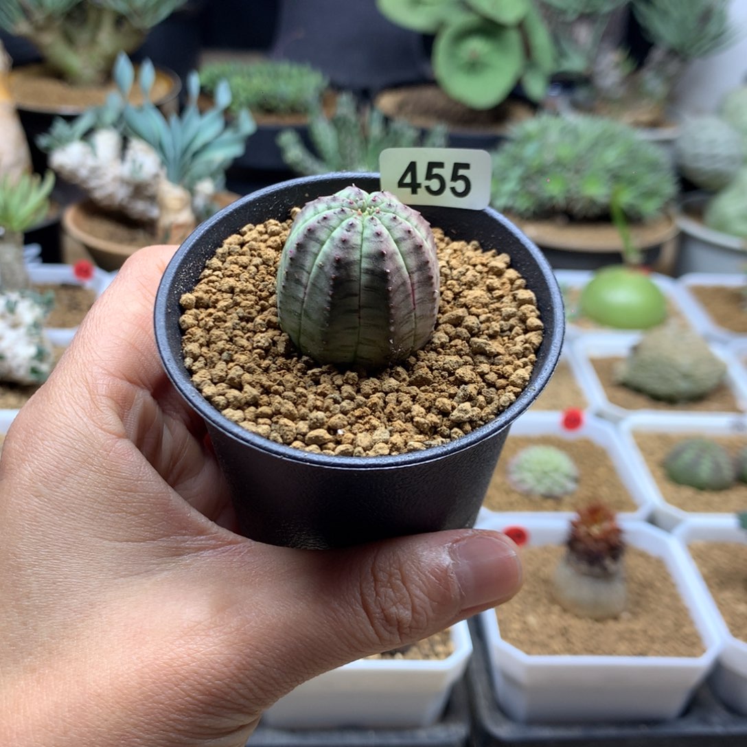 优选小欧系布纹球带盆