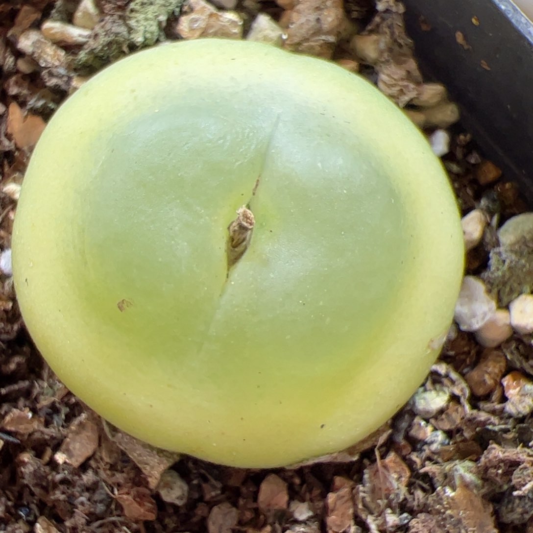 【闪购商品】362 拉登2.7cm