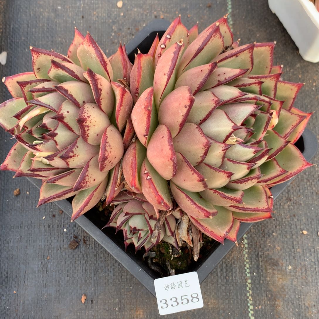 3358杂交精品基地21厘米