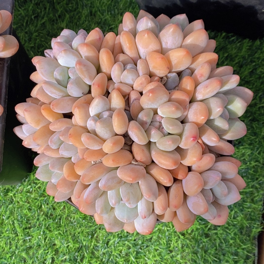 香水 一物一拍 多肉 