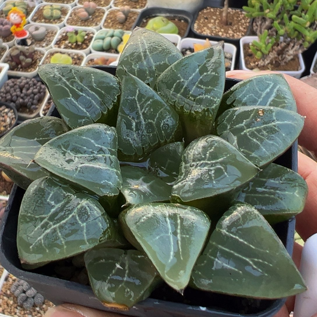木叶克里克特多肉百科