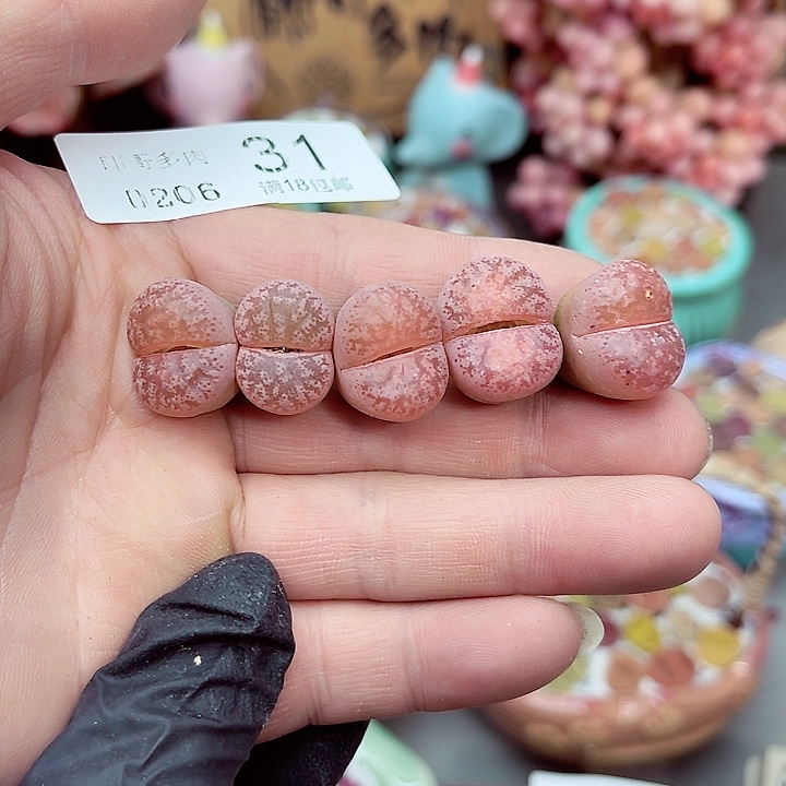 生石花满18包邮6-31