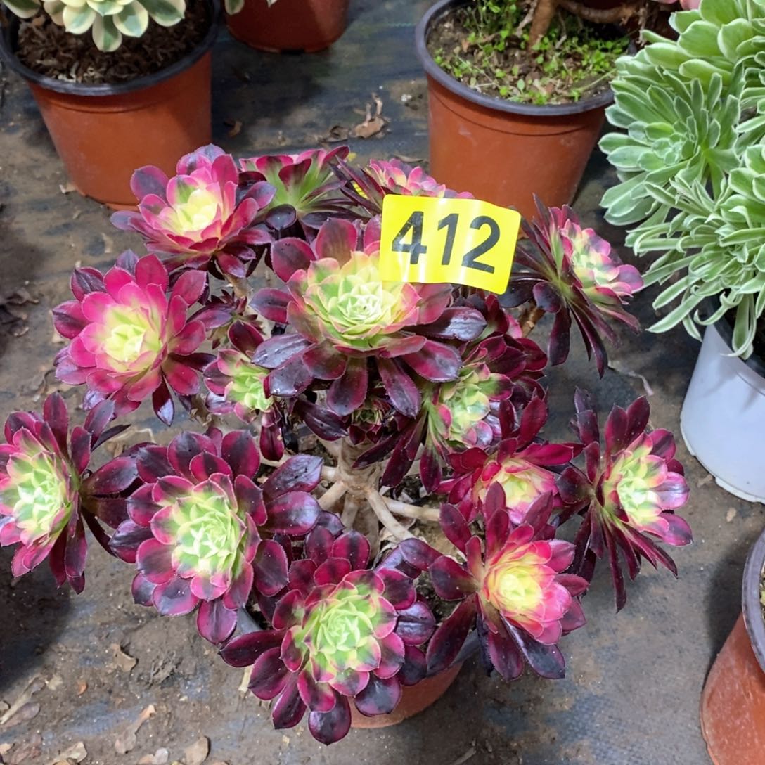 天河多肉法师412